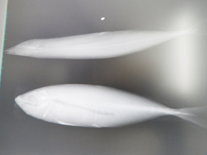 生魚のレントゲンの写真